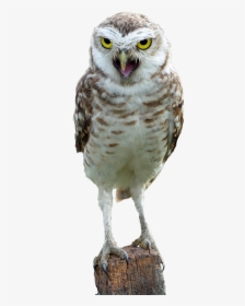 Aves Silvestres Png, Transparent Png, Transparent PNG