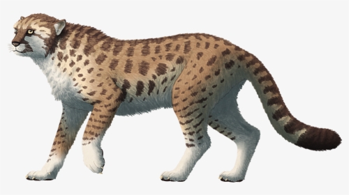Miracinonyx, A Feline From The Pleistocene Of North - American Cheetah, HD Png Download, Transparent PNG