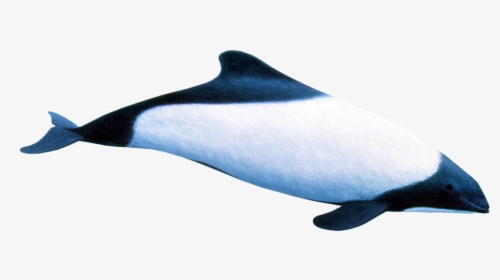 Endless Ocean Wiki - Killer Whale, HD Png Download, Transparent PNG