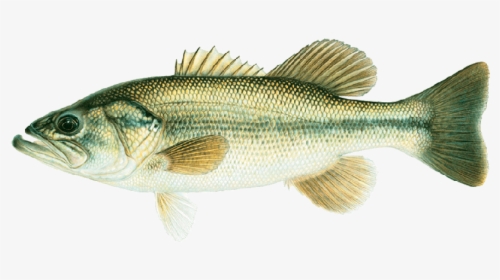Joseph Tomelleri Large Mouth Bass - Bass Fish, HD Png Download, Transparent PNG