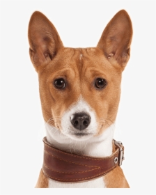 Basenji Dogs For Sale, HD Png Download, Transparent PNG