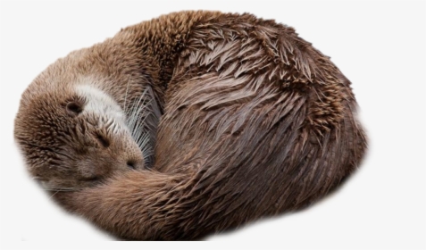 #nick-name Is Otter - Otter Taking A Nap, HD Png Download, Transparent PNG
