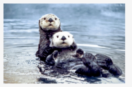 Sea Otters, HD Png Download, Transparent PNG