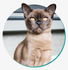 Burmese - Burmese Cat, HD Png Download, Transparent PNG
