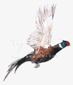 Pheasant - Turkey, HD Png Download, Transparent PNG