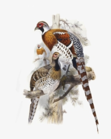 #pheasant #birds @piroskab #freetoedit - Elliot's Pheasant Print, HD Png Download, Transparent PNG