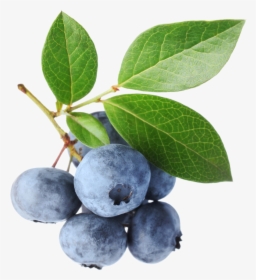 Go To Image - Blueberry Photography, HD Png Download, Transparent PNG