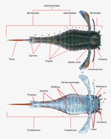 Eurypterus Anatomy - Eurypterid Labeled, HD Png Download, Transparent PNG