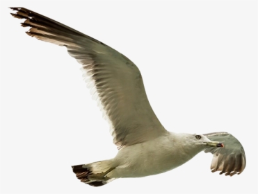 Remove Background Image - European Herring Gull, HD Png Download, Transparent PNG