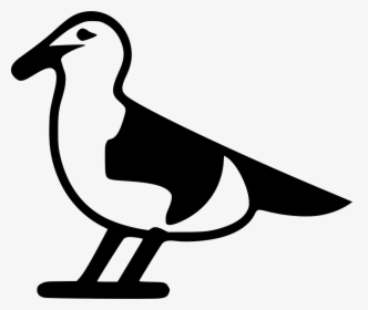 Seagull - Duck, HD Png Download, Transparent PNG