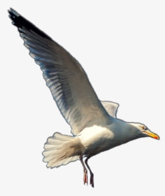 #seagull #seagulls #gull #bird #beach #animals #animal, HD Png Download, Transparent PNG