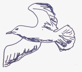 Seagull, HD Png Download, Transparent PNG