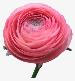 Ranunculus Coral Flowers Low Cost Online - Persian Buttercup, HD Png Download, Transparent PNG