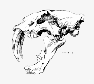 Saber Tooth Skull No Back Ps - Illustration, HD Png Download, Transparent PNG