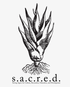 Sacred Logo Tall - Sacred Agave, HD Png Download, Transparent PNG