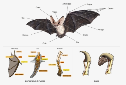 Anatomía De Un Murciélago, HD Png Download, Transparent PNG
