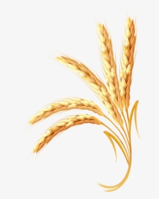 Adobe Ear Wheat Illustrator Golden Free Hd Image Clipart, HD Png Download, Transparent PNG
