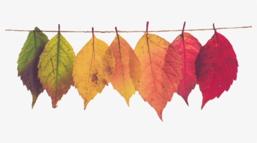Leaves - Transparent Thanksgiving Banner Png, Png Download, Transparent PNG