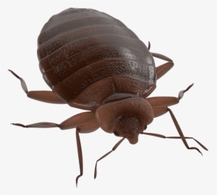 Pest Management Services Bed Bug In Merced, Ca - Weevil, HD Png Download, Transparent PNG