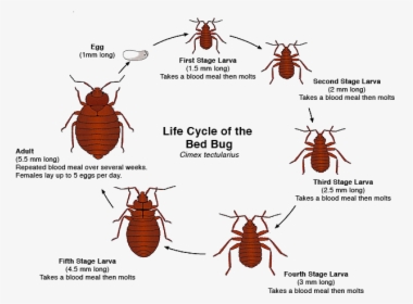 Transparent Bugs Body - Bed Bugs, HD Png Download, Transparent PNG