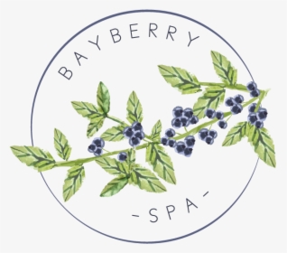 Bayberry Sprig - Borage Family, HD Png Download, Transparent PNG