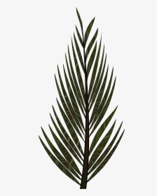 Thumb Image - Pine Tree Leaves Drawing, HD Png Download, Transparent PNG