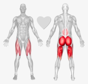 Anatomical Muscle Stretching Png, Transparent Png, Transparent PNG