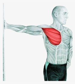 29 Myswimpro Stretch Chest Stretch At Wall - Chest Stretch At The Wall, HD Png Download, Transparent PNG