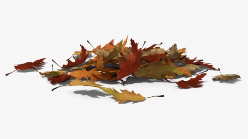 Maple, HD Png Download, Transparent PNG