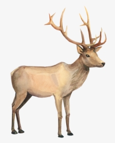 Reindeer Watercolor Painting Drawing - Reindeer Watercolor Clipart, HD Png Download, Transparent PNG