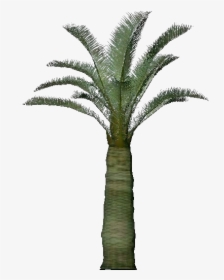 3d Trees - Jubaea Chilensis - Acca Software - Attalea Speciosa, HD Png Download, Transparent PNG