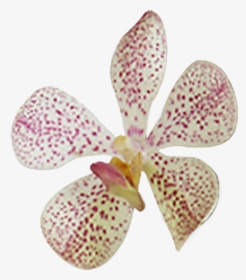 Pink Orchid Cheapest Flowers To Buy Online - Moth Orchid, HD Png Download, Transparent PNG