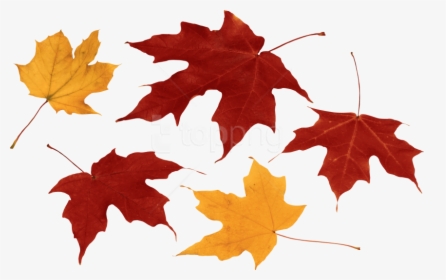 Free Png Download Autumn Leaf Clipart Png Photo Png - Autumn Leaves Transparent Background, Png Download, Transparent PNG