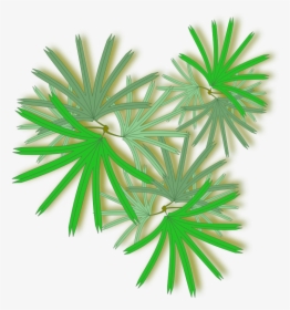 Palm Raphis - Raphis Palm Top View, HD Png Download, Transparent PNG