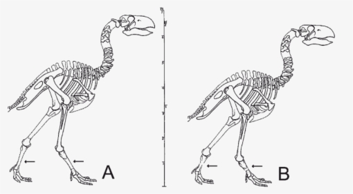 Gastornis Skeleton, HD Png Download, Transparent PNG