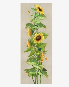 Sunflower, HD Png Download, Transparent PNG