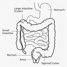 Large Intestine And Small Intestine Diagram , Png Download - Large Intestine In A Rat, Transparent Png, Transparent PNG