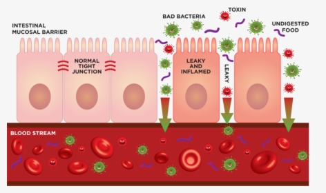 Gutdiagram Leaky Labeled - Circle, HD Png Download, Transparent PNG