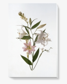 Oleander, HD Png Download, Transparent PNG