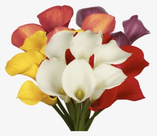 Fresh Assorted Color Calla Lilies - Giant White Arum Lily, HD Png Download, Transparent PNG