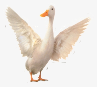 Babe Wiki - Duck, HD Png Download, Transparent PNG