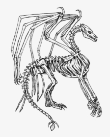 Transparent Dragon Skull Clipart - Easy Skeleton Dragon Drawing, HD Png Download, Transparent PNG
