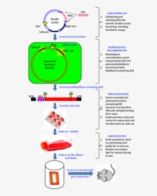 Adenoviral Vectors Figure - Adenovirus Vector System, HD Png Download, Transparent PNG