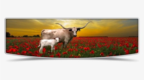 Lutt Longhorns Cows Banner Image - Tulip, HD Png Download, Transparent PNG