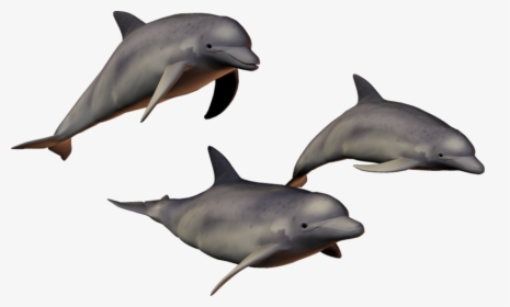 Background Dolphin Transparent Dolphins - Dolphins Transparent Background, HD Png Download, Transparent PNG