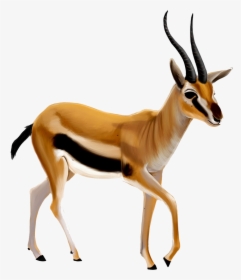 Gazelle Transparent Png - Antelope Png, Png Download, Transparent PNG