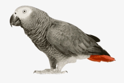 African Grey Parrot Clipart Transparent - African Grey Parrot Png, Png Download, Transparent PNG