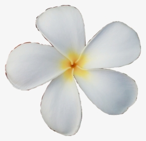 #queen #wild #ecmytravel #tired #be Creative #flower - Frangipani, HD Png Download, Transparent PNG