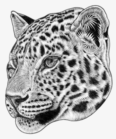 Amur Leopard Cub Drawing, HD Png Download, Transparent PNG