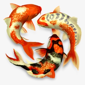 Koi Fish Png - Koi Fish 3d, Transparent Png, Transparent PNG